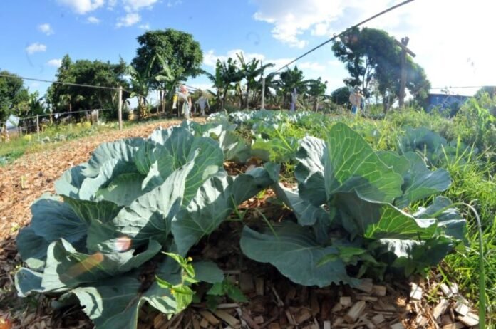 14.1.-Agronegócio.-Foto-Joel-Rodrigues-Agência-Brasília-768x510