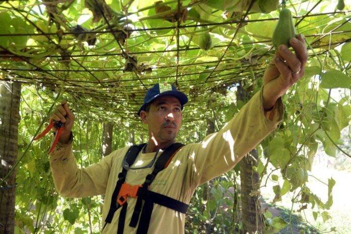 Capa-agricultura-Foto-Joel-Rodrigues-Agência-Brasília-1024x681