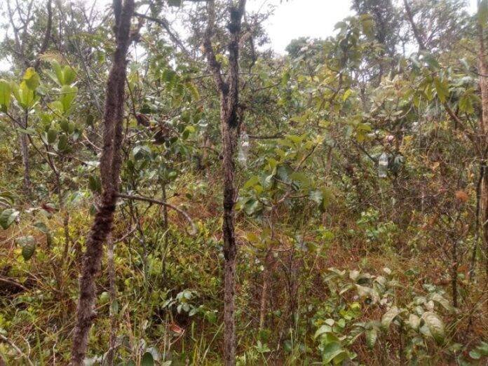 Foto-4-Mat-PLano-de-Manejo-Sucupiras-768x576