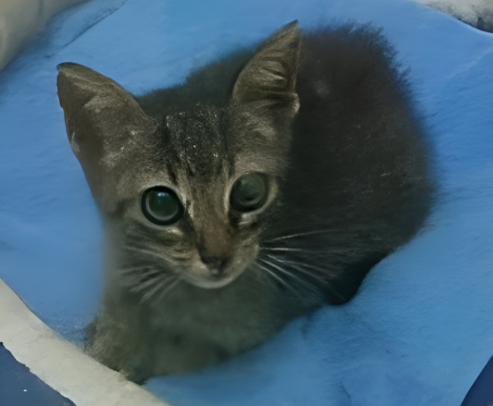 Screenshot_20250207-015850